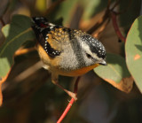 Spotted Pardalote