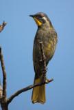 Yellow Throated Honeyeater