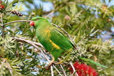 Scaly - Breasted Lorikeet