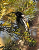 New Holland Honeyeater