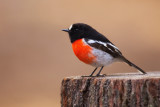 Scarlet Robin - Male