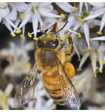 Honey Bee - Cabbage Tree Flower 2