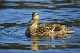 Mallard Duck - Female