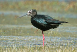 Black Stilt