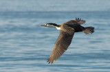 Pied Shag