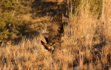 Golden Eagle with prey