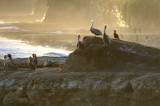 Pelican Natural Bridges