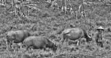 Vietnamese Water Buffalos