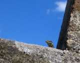 Curious Lizard