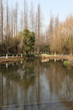 Pond Reflection
