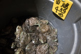 Frogs