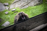 Baboon