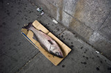 Striped Bass