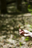Seed Pod
