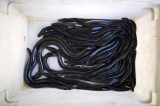 Eels