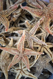 Starfish