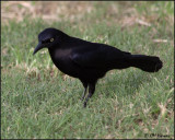 4622 Carib Grackle male.jpg