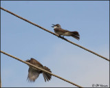 4633 Gray Kingbirds.jpg