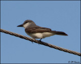 4638 Gray Kingbird.jpg