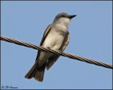 4645 Gray Kingbird.jpg