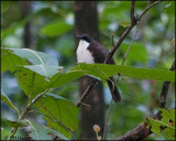 4800 White-breasted Thrasher.jpg