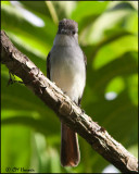 4828 Lesser Antillean Flycatcher.jpg