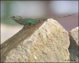 4998 Lizard sp.jpg