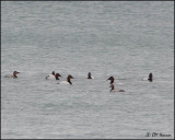 4046 Canvasbacks.jpg