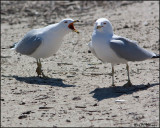 4221 Ring-billed Gulls.jpg