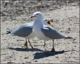 4222 Ring-billed Gulls.jpg