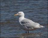 4270 Glaucous Gull adult.jpg