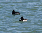 4305 Ring-necked Ducks.jpg