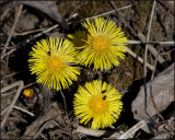 4417 Coltsfoot.jpg