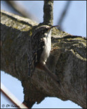 4438 Brown Creeper.jpg