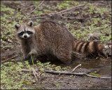 5046 Common (Northern) Raccoon.jpg