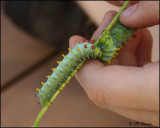 5482 Cecropia Moth Caterpiller.jpg