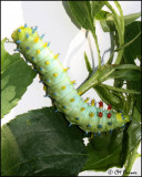 5487 Cecropia moth caterpiller.jpg