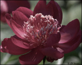 5374 Peony desaturated.jpg
