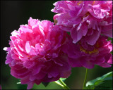 5384 Pink Peony.jpg