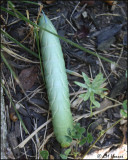 5528 Tomato Horn Worm.jpg