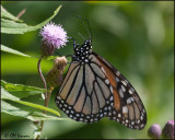 5685 Monarch.jpg