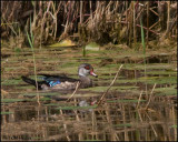 5891 Wood Duck male in eclipse.jpg