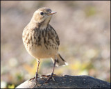 6157 American Pipit.jpg