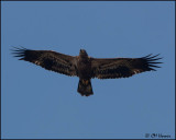 6180 Bald Eagle juvenile.jpg