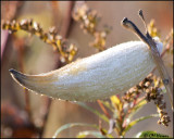 6190 Frosted Milkweed.jpg