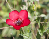 6197 Wildflower id.jpg