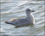 6398 Iceland Gull confirm id.jpg