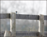 6420  Mountain Bluebird female.jpg