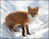 6528 Red Fox.jpg