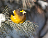 6560 Evening Grosbeak male.jpg